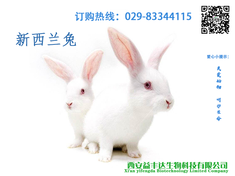 实验动物新西兰兔