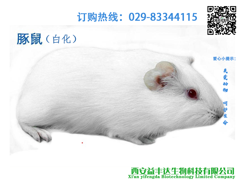 实验动物豚鼠