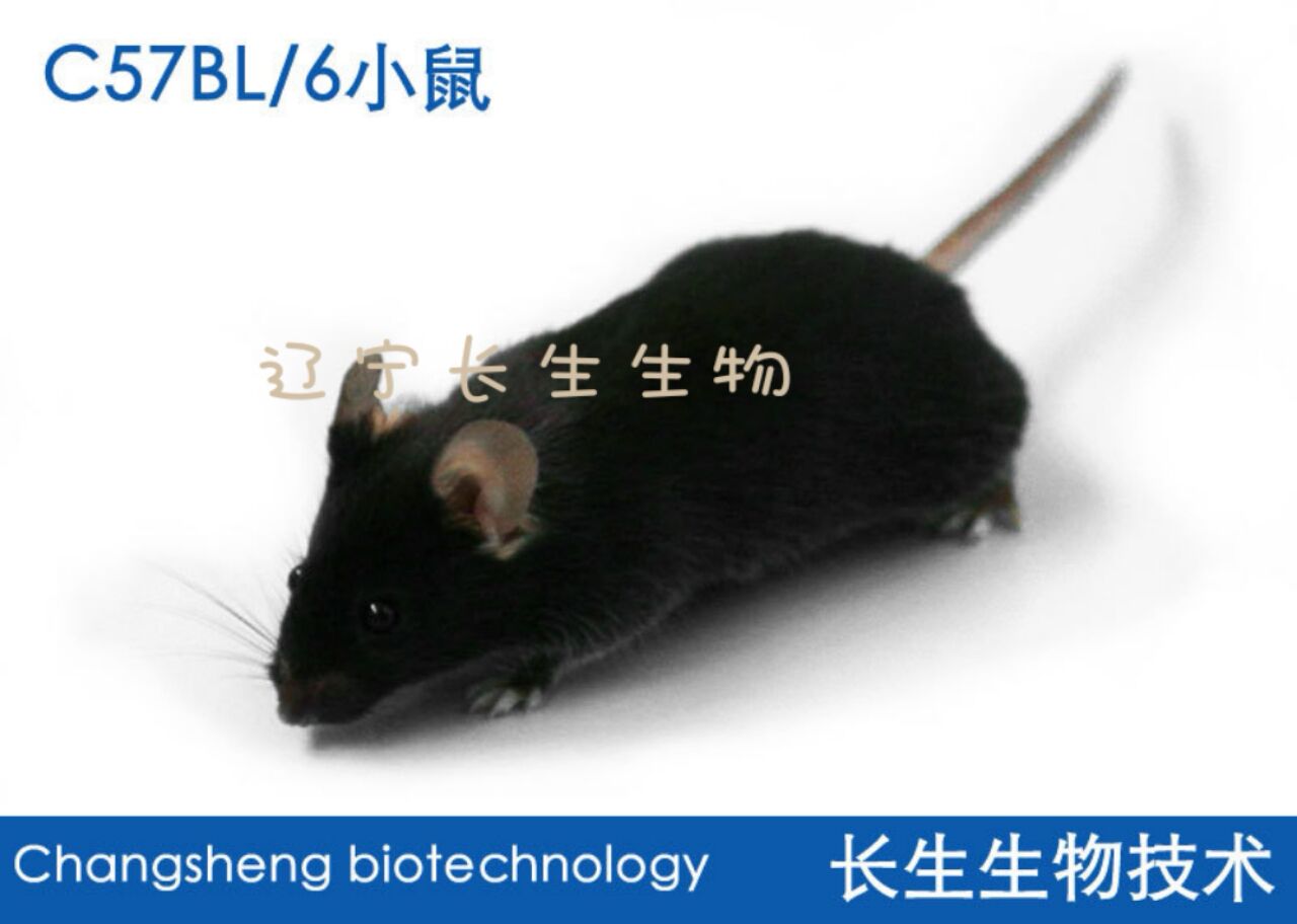 SPF级 C57BL/6J小鼠