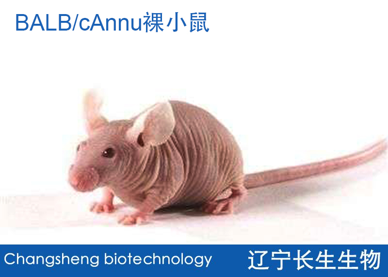 BALB/cAnnu裸小鼠