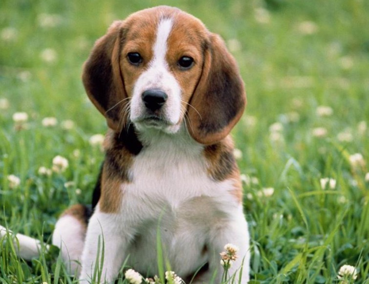 Beagle犬