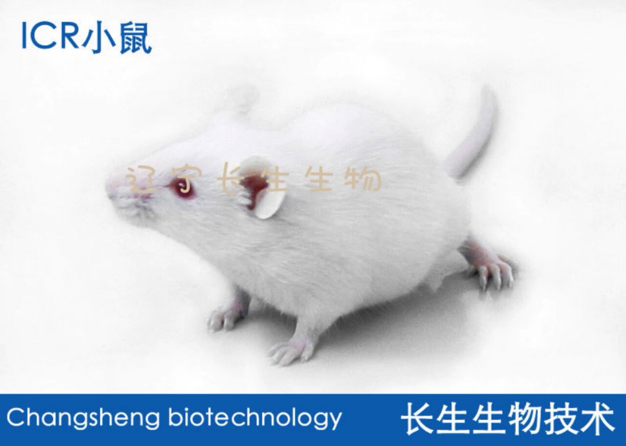 ICR小鼠