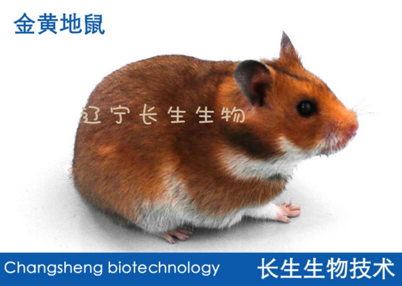金黄地鼠