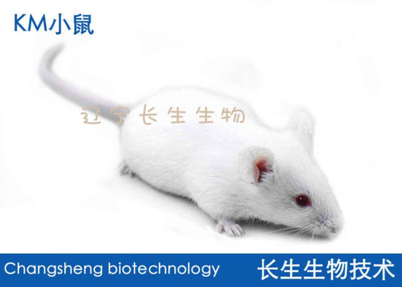 KM小鼠