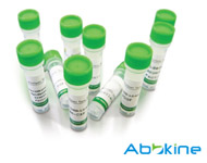 IFKine驴抗山羊IgG二抗，红色荧光标记（IF实验优化）