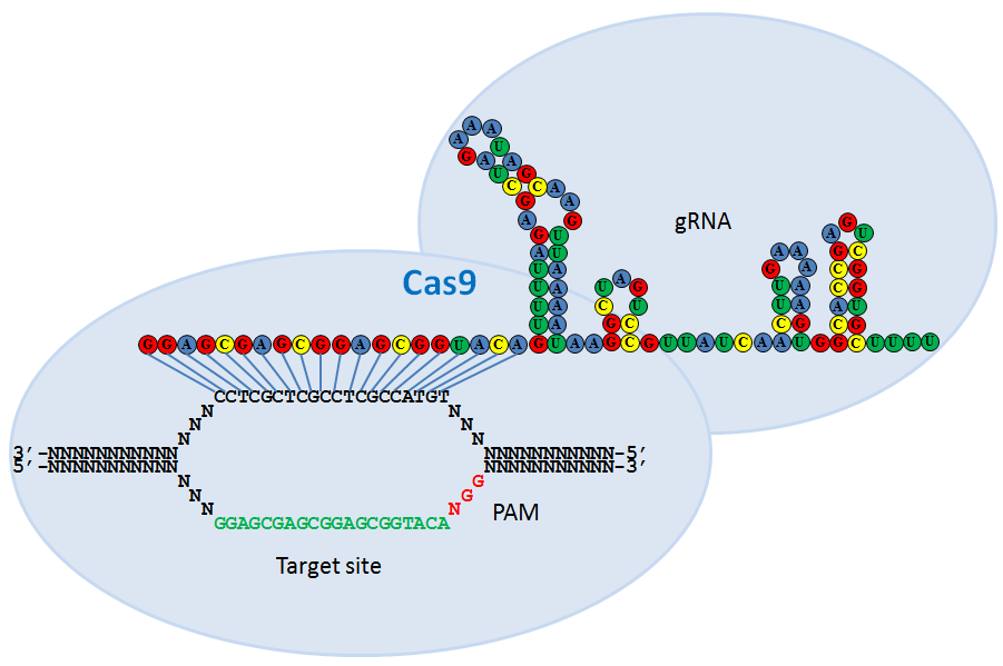 Cas9制备基因敲除细胞系