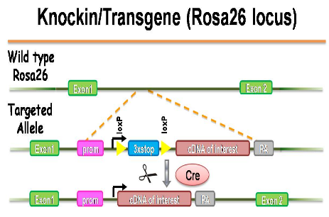 ROSA26-DTR-EGFP定点转基因小鼠