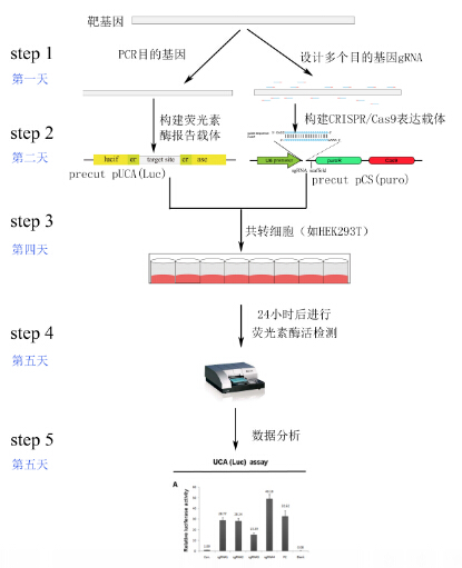Cas9构建及活性检测试剂盒