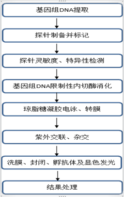 southern 杂交检测服务