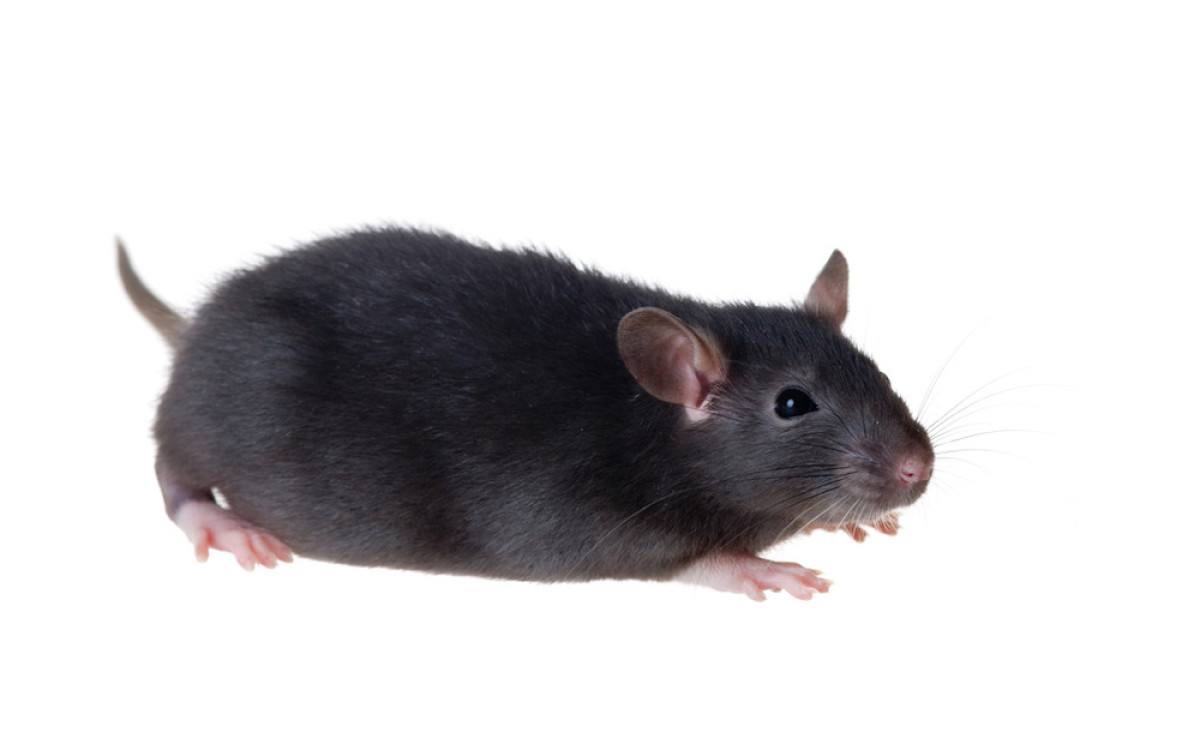 PD-1/OX40抗体联用验证利器：B-hPD-1/hOX40 mice！