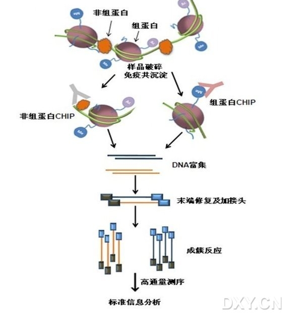 染色体免疫共沉淀测序