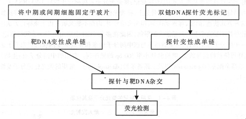 荧光原位杂交技术