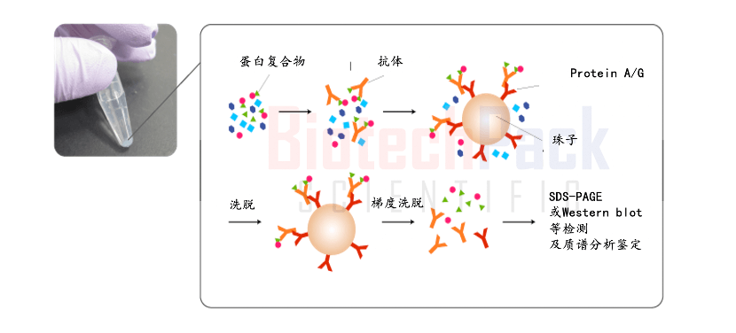 蛋白质相互作用分析