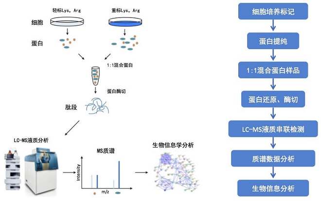 基于SILAC/Dimethyl标记的定量蛋白组分析