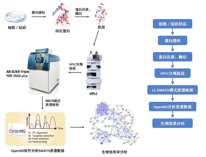 SWATH定量蛋白组学服务