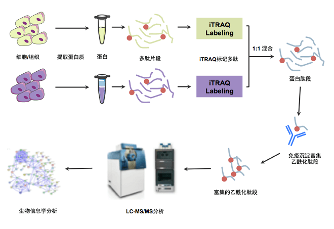 乙酰化定量蛋白组研究