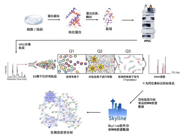 MRM/PRM定量蛋白组学分析