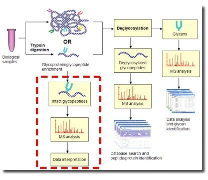 糖基化定量蛋白组学研究