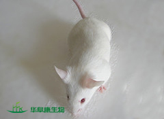 封闭群小鼠ICR