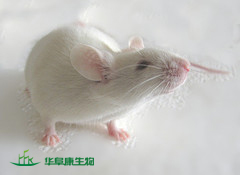 封闭群小鼠KM