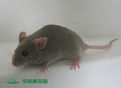 近交系小鼠615