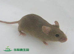 近交系小鼠T739