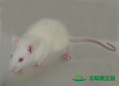封闭群大鼠Wistar