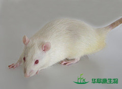 近交系大鼠F344