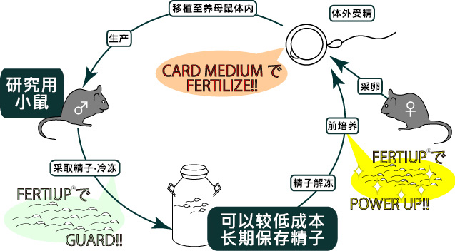 日本进口大小鼠用精子冷冻保存-体外受精试剂