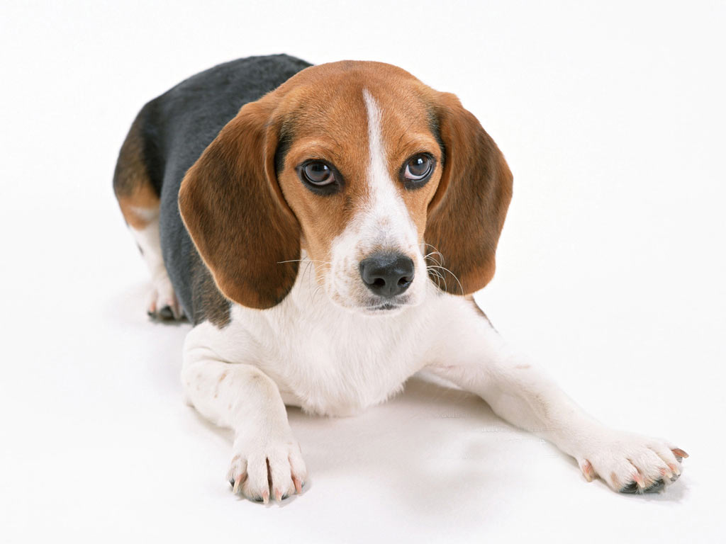 实验用比格犬