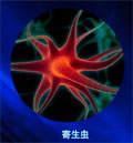寄生虫检测