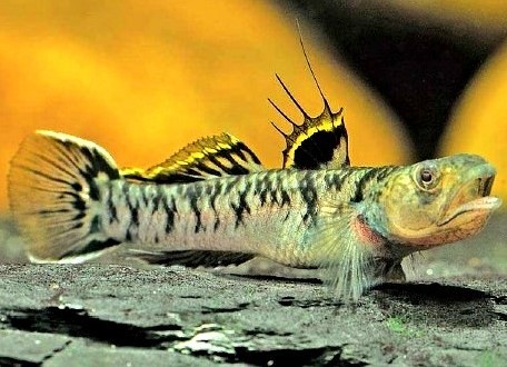 诸氏鲻虾虎鱼 Mugilogobius chulae