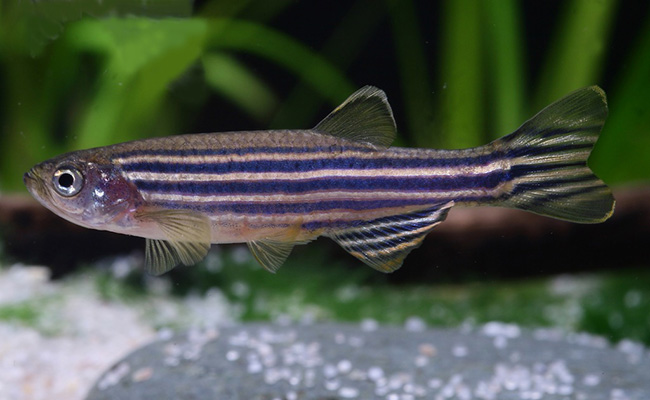 斑马鱼（Danio rerio）技术服务