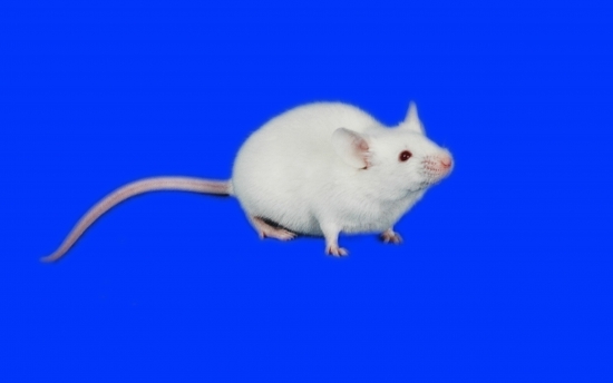 SPF级ICR小鼠