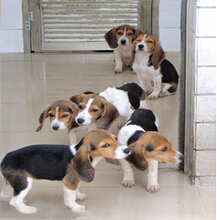 Beagle实验犬