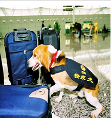 Beagle实验犬