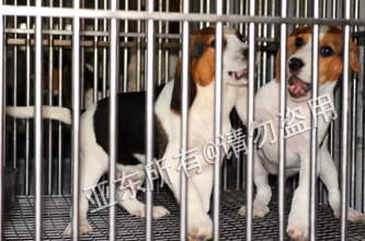 实验毕格犬