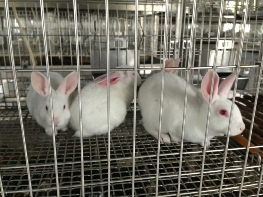 实验兔 新西兰白兔