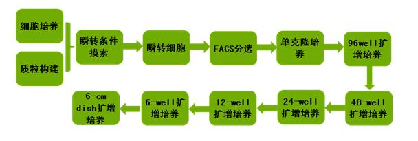基因修饰细胞系定制