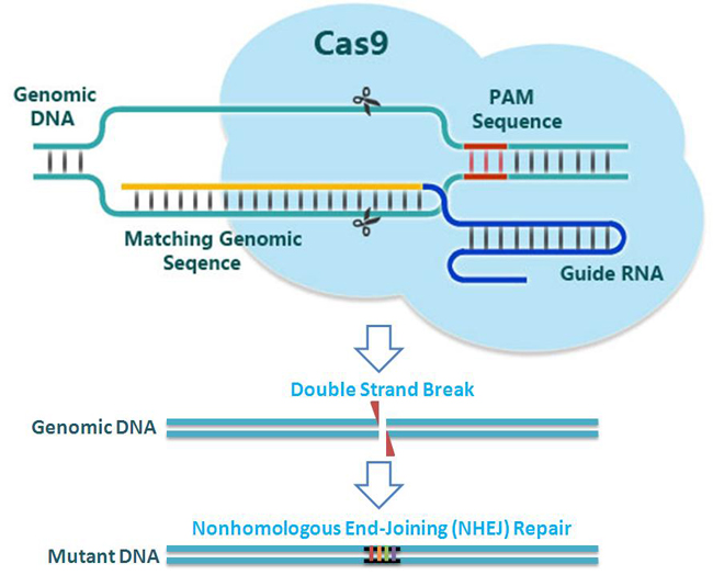 Crispr/Cas9介导基因敲除小鼠