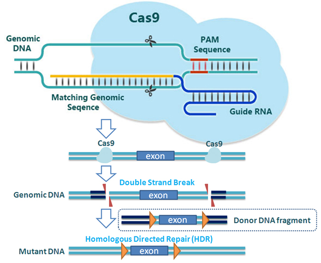 Crispr/Cas9介导基因条件敲除小鼠
