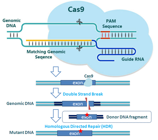 Crispr/Cas9介导基因敲入小鼠