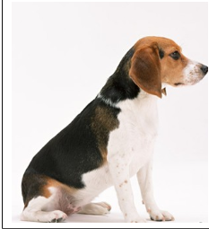 实验比格犬