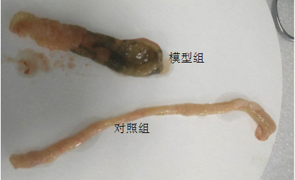 整体试验服务--动物疾病模型构建--大鼠乙酸诱导肠炎模型