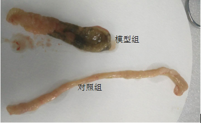 整体试验服务--动物疾病模型构建--大鼠乙酸诱导肠炎模型