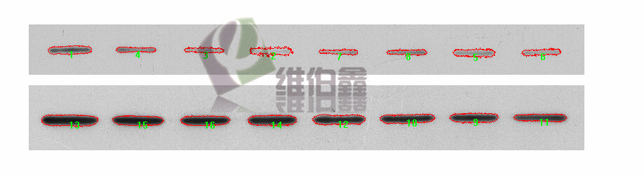 Western blot