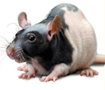 Nude Rat（裸大鼠）SPF级