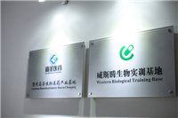 内毒素诱发肝硬化大鼠肝性脑病模型