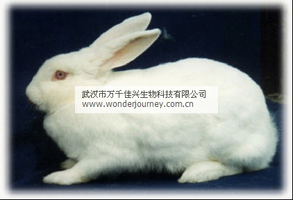 新西兰兔