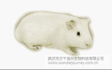 豚鼠